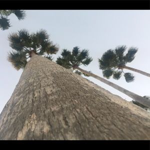 Meet your Posher, Sydney